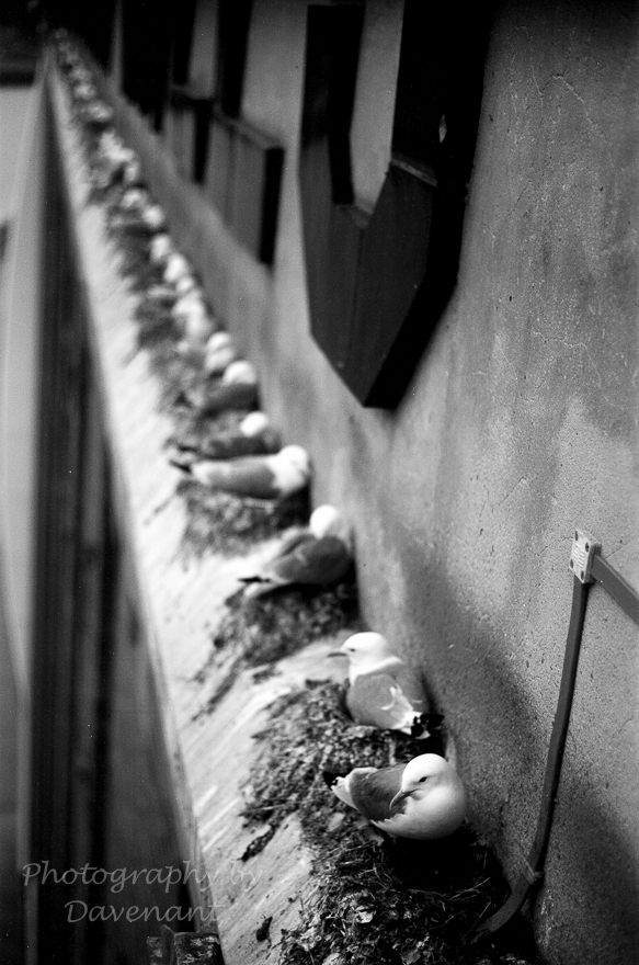 Kittiwakes on their nests